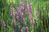 Purple loosestrife