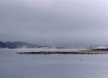 Birds and mist at Morro Bay