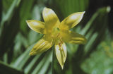 Lemon lily