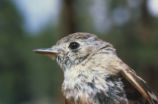 Empidonax flycatcher