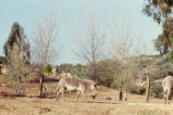 Grevy's zebra