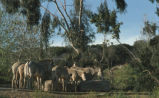 Grevy's zebra