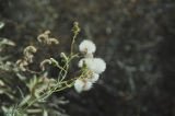 Fluffy white flower