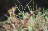 Roundleaf sundew