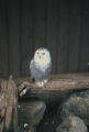 Snowy owl