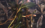 Illinois pondweed