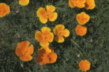 California poppy