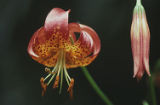 Leopard lily