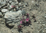 Johnston's monkeyflower