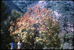 California buckeye