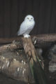 Snowy owl