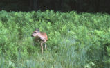 Mule deer