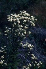 Western pearly everlasting