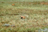 Prairie dogs