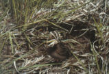 Grasshopper sparrow feeding