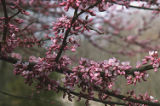 Eastern redbud