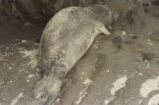 Northern elephant seal