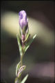 Gentian