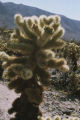 Teddybear cholla