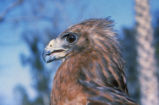 Red-shouldered hawk