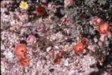 Desert globemallow