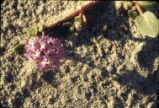 Desert sand verbena