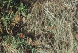 Cardinal catchfly