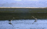 Great blue heron and eelgrass