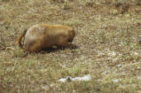 Prairie dog