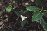 Painted trillium