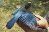 Steller's jay