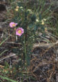 California wildrose