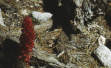 Snowplant