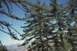 Bigcone Douglas-fir