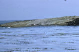 Northern elephant seal