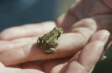 Wood frog