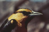 Bullock's oriole