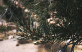Singleleaf pinyon