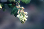Whiteflower currant