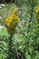Goldenrod
