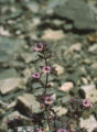 Johnston's monkeyflower