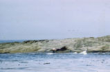 Northern elephant seal