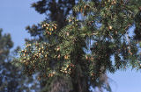 Bigcone Douglas-fir