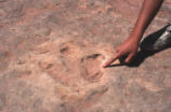 Dinosaur tracks