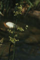 Flowering grasses at San Dimas Canyon