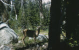 Mule deer