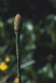 Scouringrush horsetail