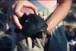 Pacific pond turtle with transmitter