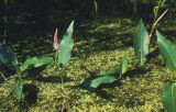 Pondweed