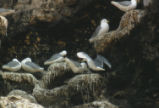 Black-legged kittiwakes